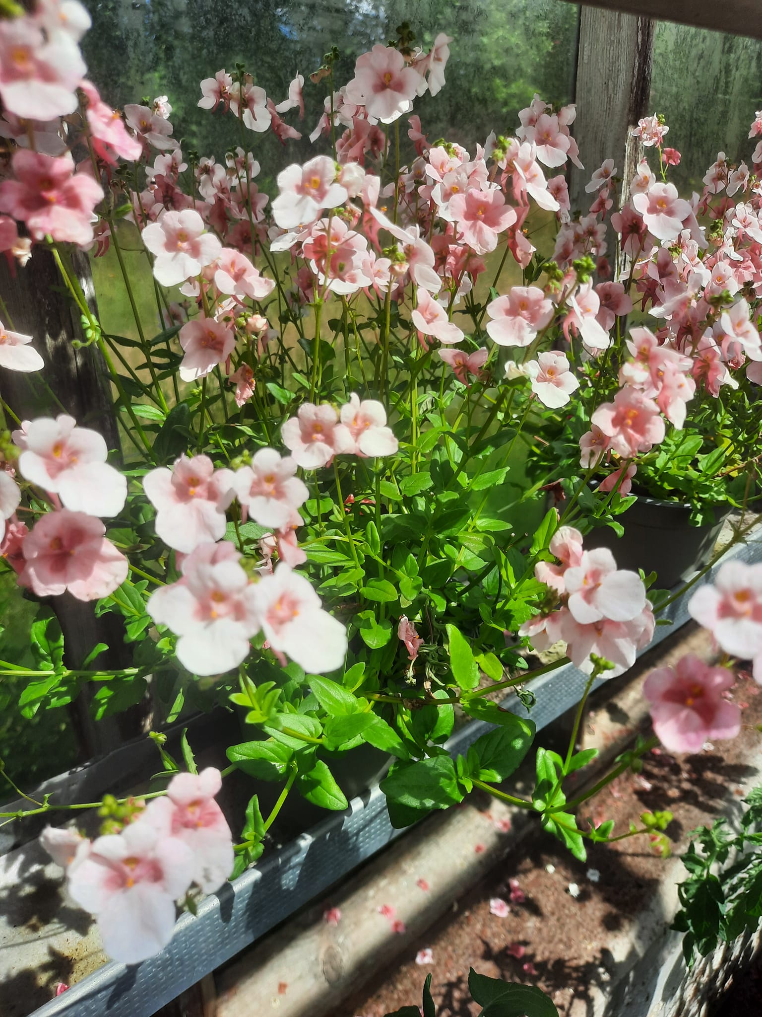 Mechanic installing brake caliper on rotor